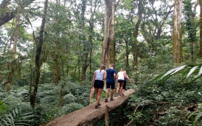 Bali Jungle and Waterfall Trekking