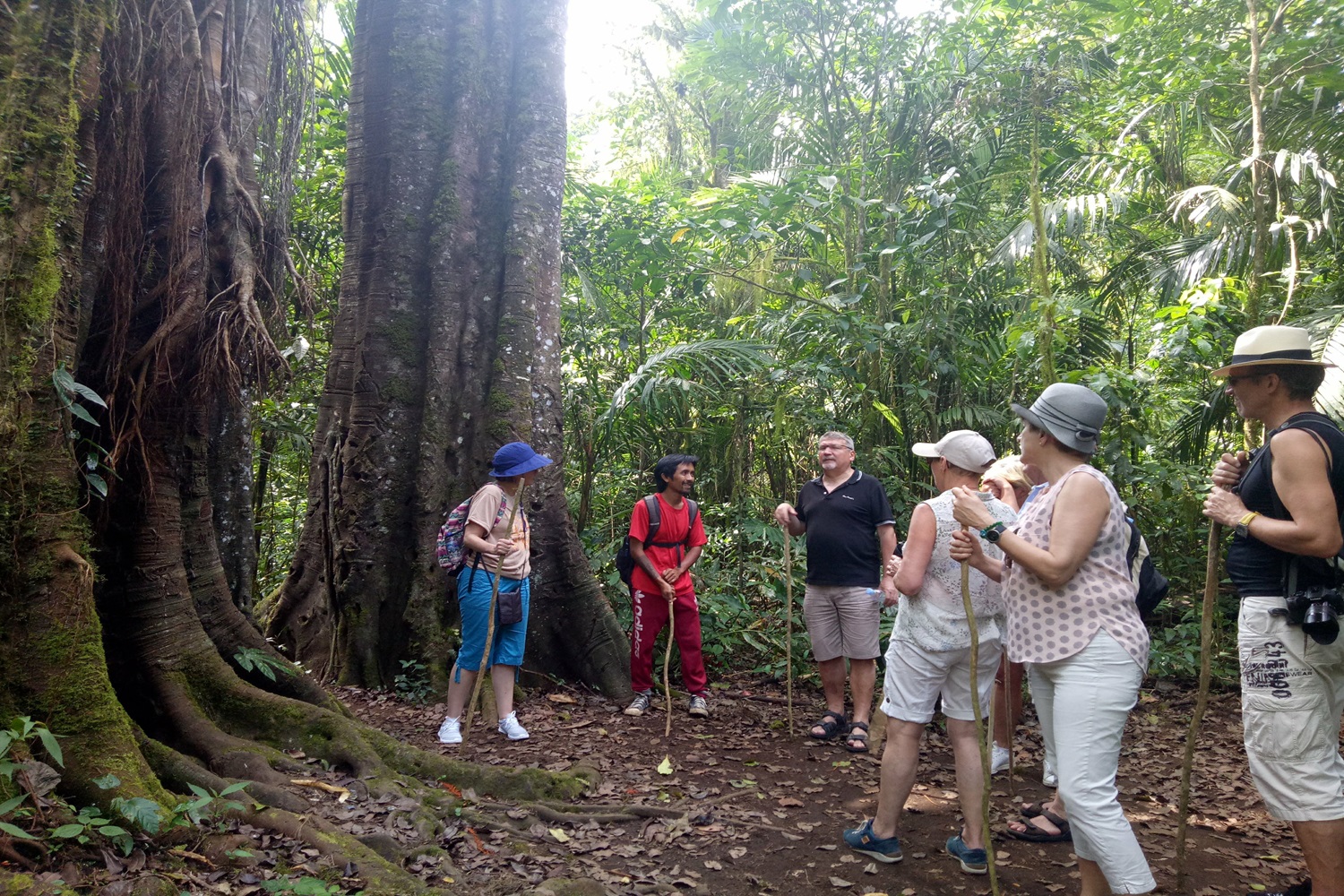 Bali Jungle and Waterfall Trekking - The Jungle